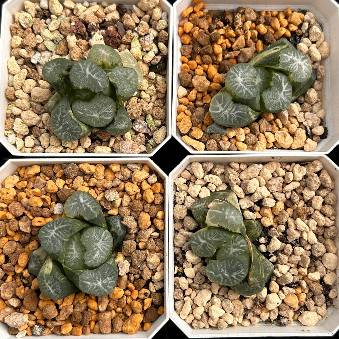 2'' Haworthia Maughanii Valin Variegated, Rare Live Succulent Plants