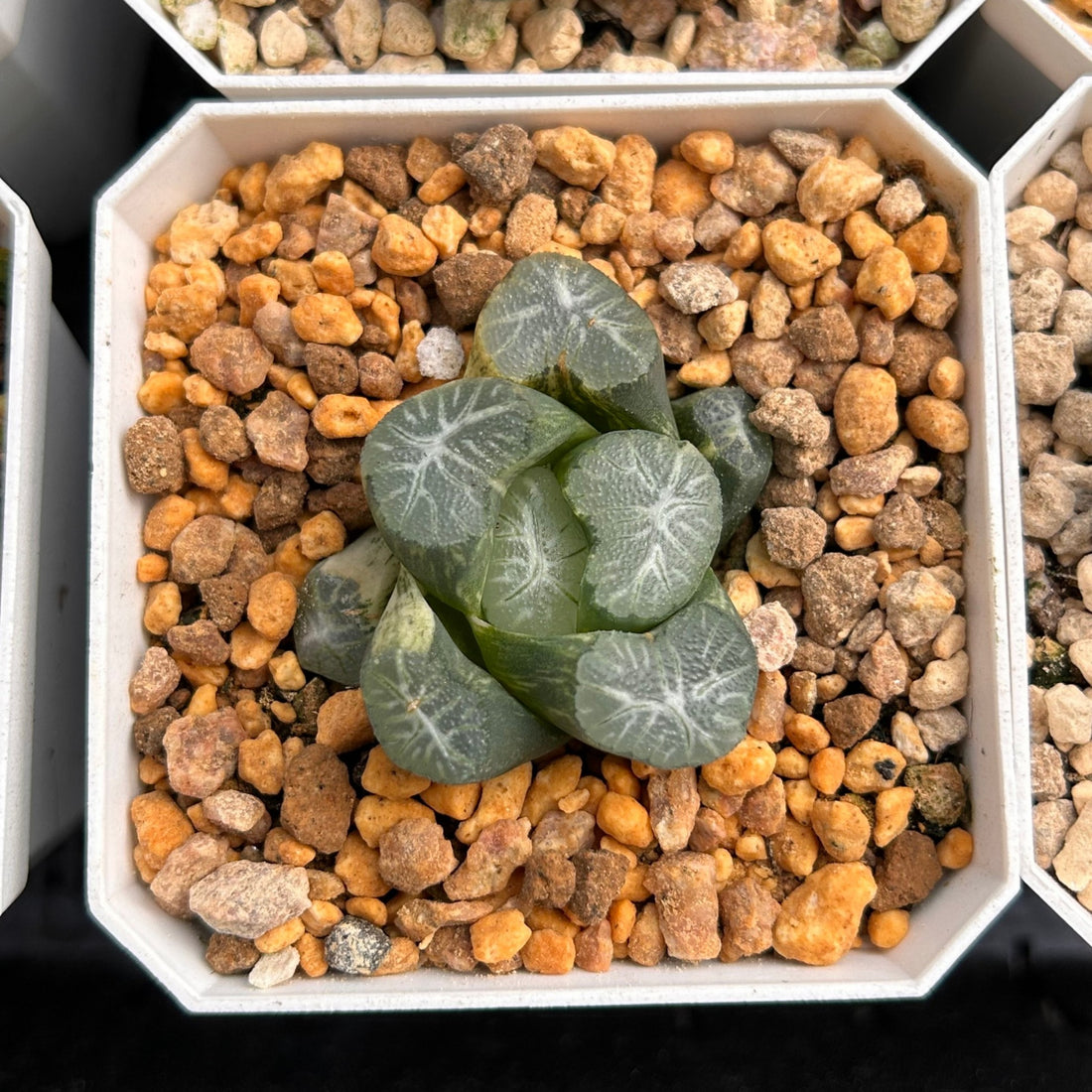 2'' Haworthia Maughanii Valin Variegated, Rare Live Succulent Plants