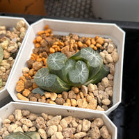 2'' Haworthia Maughanii Valin Variegated, Rare Live Succulent Plants