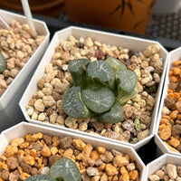 2'' Haworthia Maughanii Valin Variegated, Rare Live Succulent Plants
