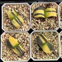 2'' Haworthia Cow Good Variegated, Rare Live Succulent Plants