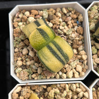 2'' Haworthia Cow Good Variegated, Rare Live Succulent Plants
