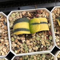2'' Haworthia Cow Good Variegated, Rare Live Succulent Plants