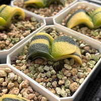 2'' Haworthia Cow Good Variegated, Rare Live Succulent Plants