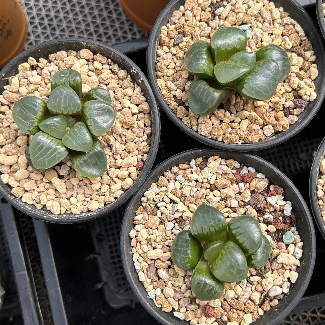 2'' Haworthia Correcta Niagara Grape, Rare Live Succulent Plants