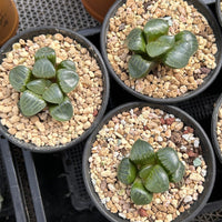 2'' Haworthia Correcta Niagara Grape, Rare Live Succulent Plants