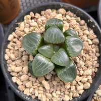 2'' Haworthia Correcta Niagara Grape, Rare Live Succulent Plants
