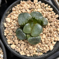 2'' Haworthia Correcta Niagara Grape, Rare Live Succulent Plants