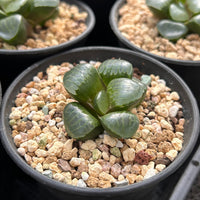 2'' Haworthia Correcta Niagara Grape, Rare Live Succulent Plants