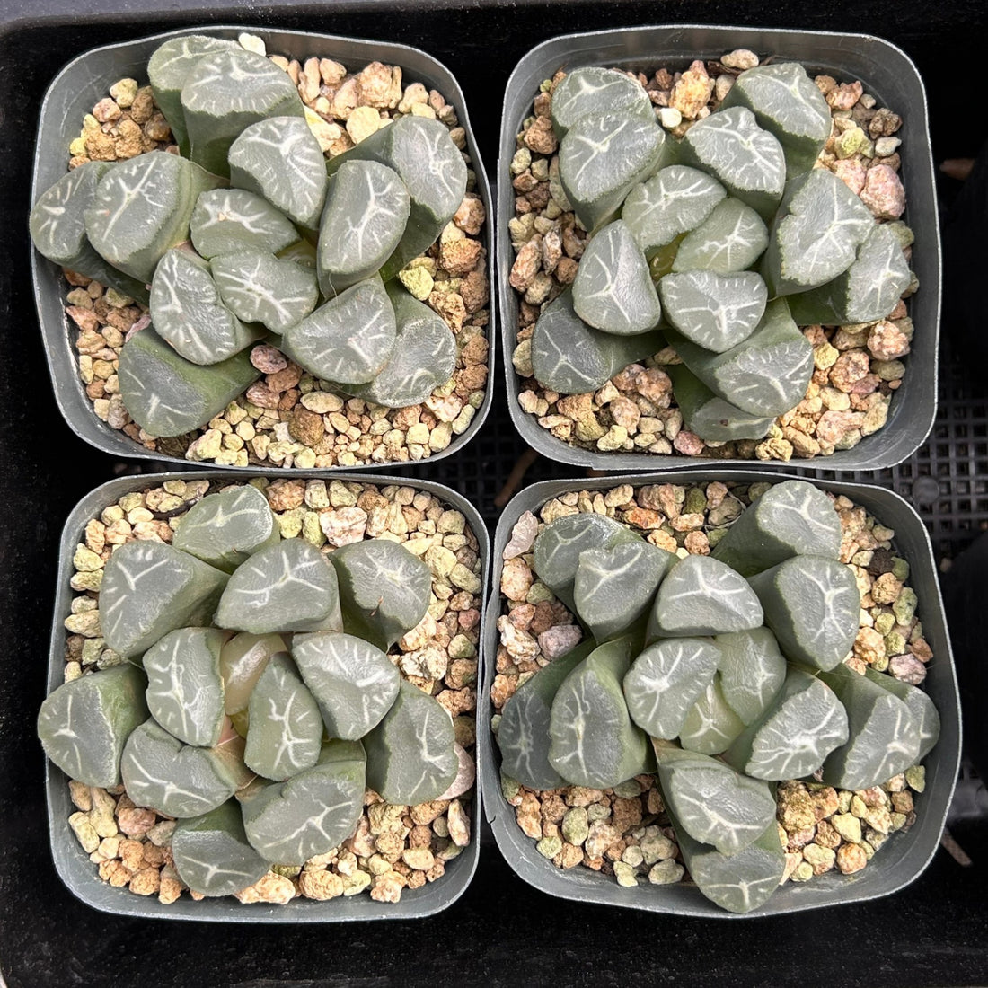 3'' Haworthia Maughanii Fuji, Rare Live Succulent Plants