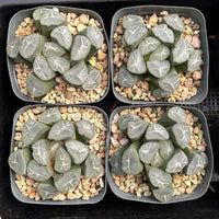 3'' Haworthia Maughanii Fuji, Rare Live Succulent Plants