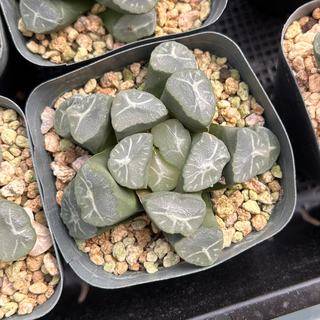 3'' Haworthia Maughanii Fuji, Rare Live Succulent Plants