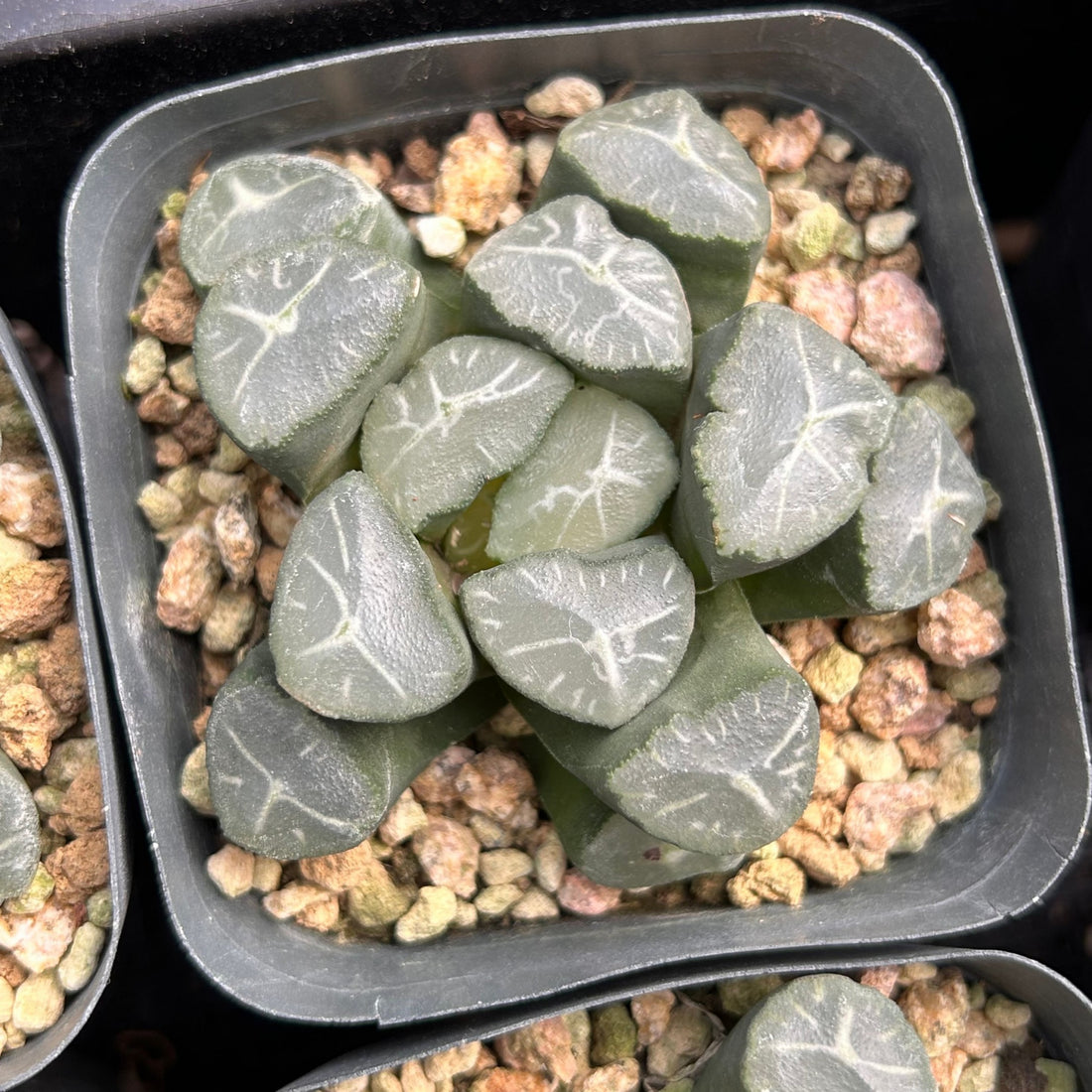 3'' Haworthia Maughanii Fuji, Rare Live Succulent Plants