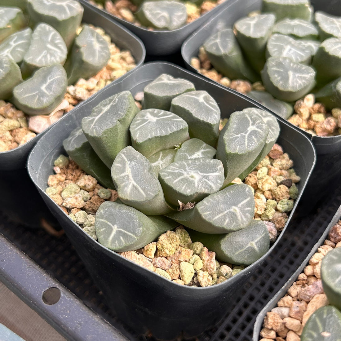 3'' Haworthia Maughanii Fuji, Rare Live Succulent Plants