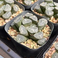 3'' Haworthia Maughanii Fuji, Rare Live Succulent Plants