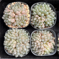 3'' Haworthia Cooperi Black Muscle, Rare Live Succulent Plants