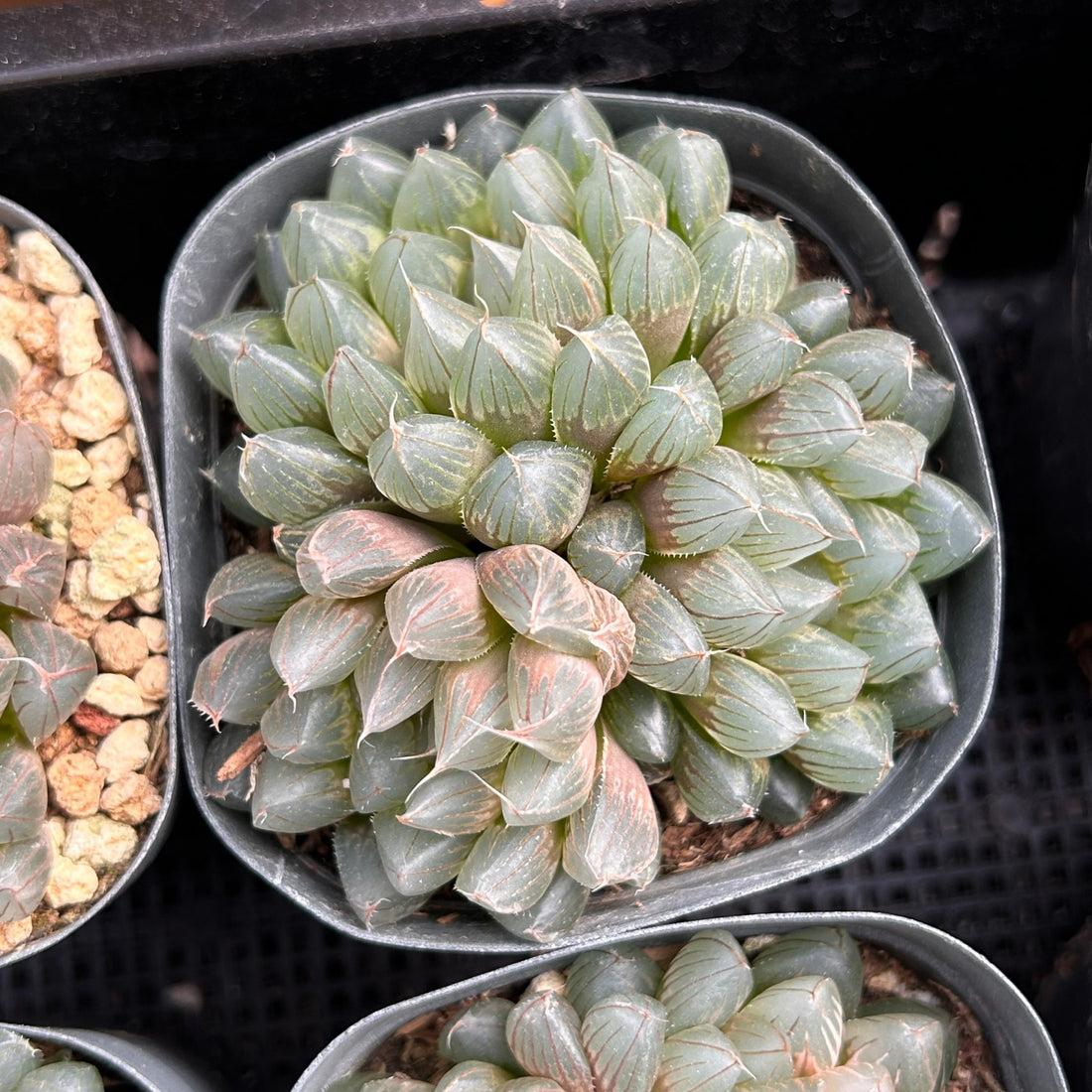 3'' Haworthia Cooperi Black Muscle, Rare Live Succulent Plants