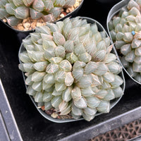 3'' Haworthia Cooperi Black Muscle, Rare Live Succulent Plants