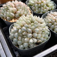 3'' Haworthia Cooperi Black Muscle, Rare Live Succulent Plants