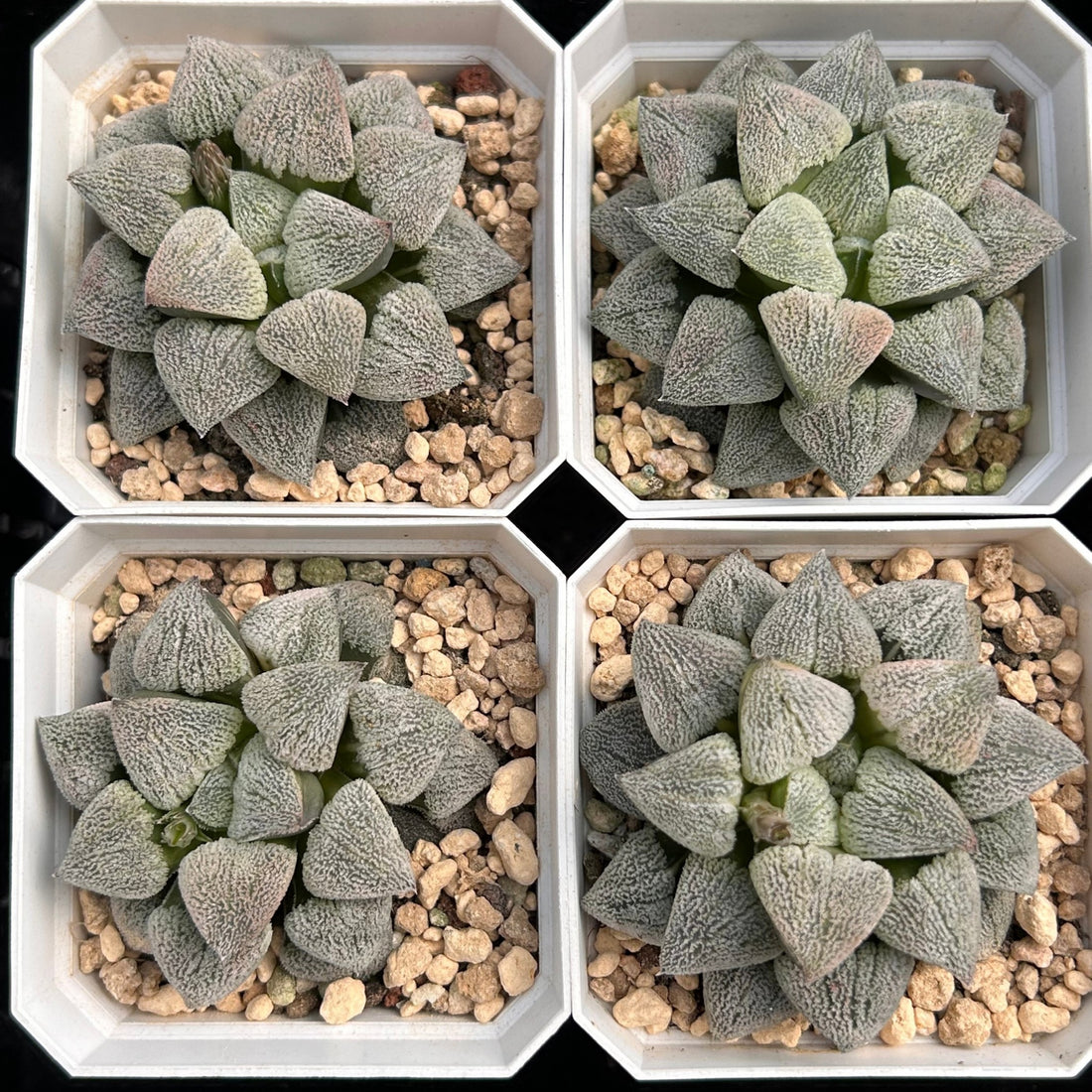 3'' Haworthia Pygmaea, Rare Live Succulent Plants