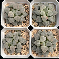 3'' Haworthia Pygmaea, Rare Live Succulent Plants