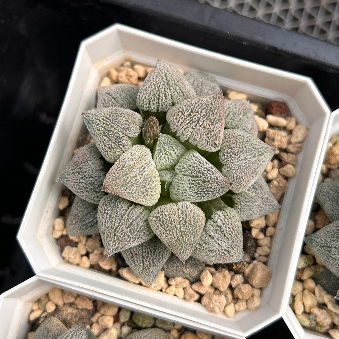 3'' Haworthia Pygmaea, Rare Live Succulent Plants