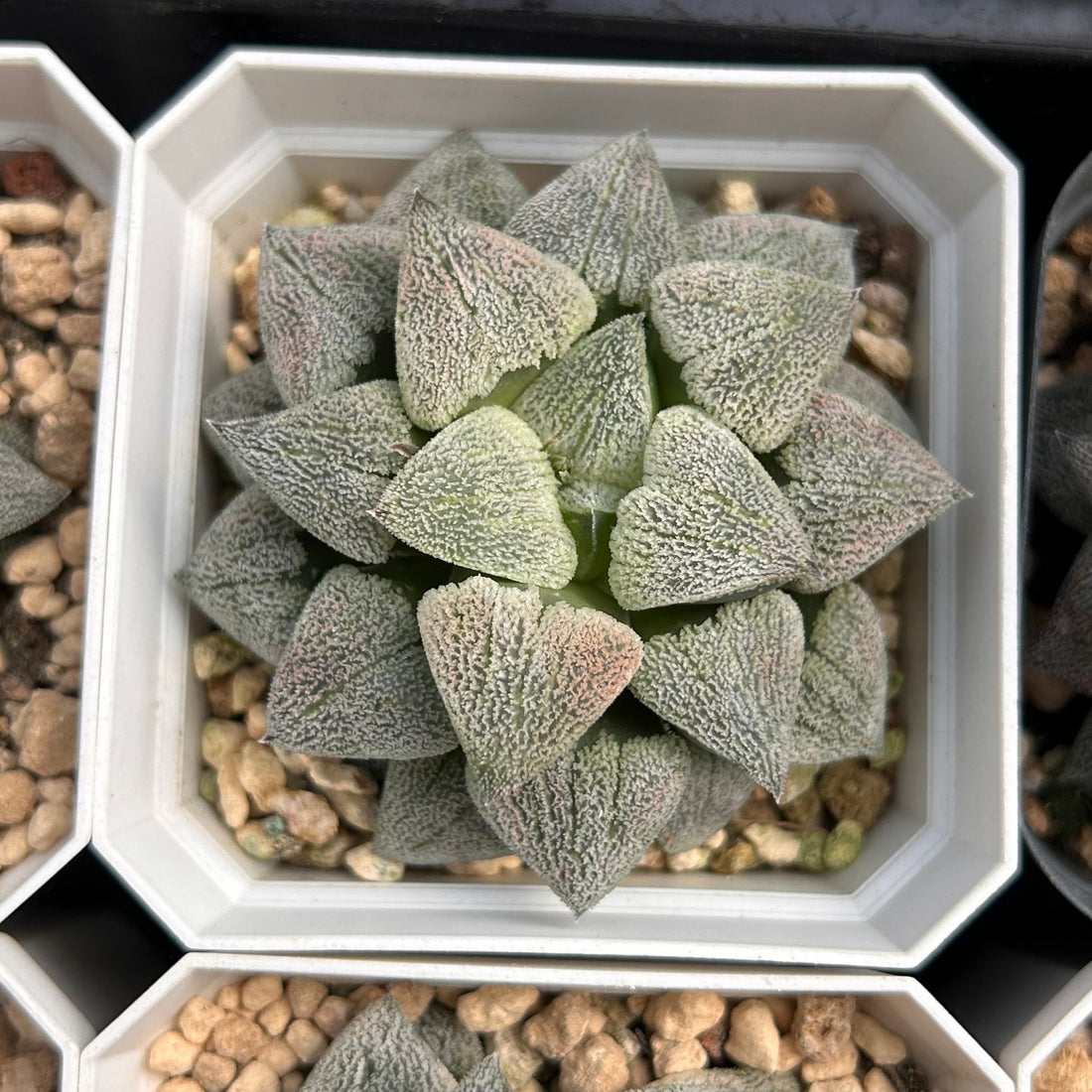 3'' Haworthia Pygmaea, Rare Live Succulent Plants