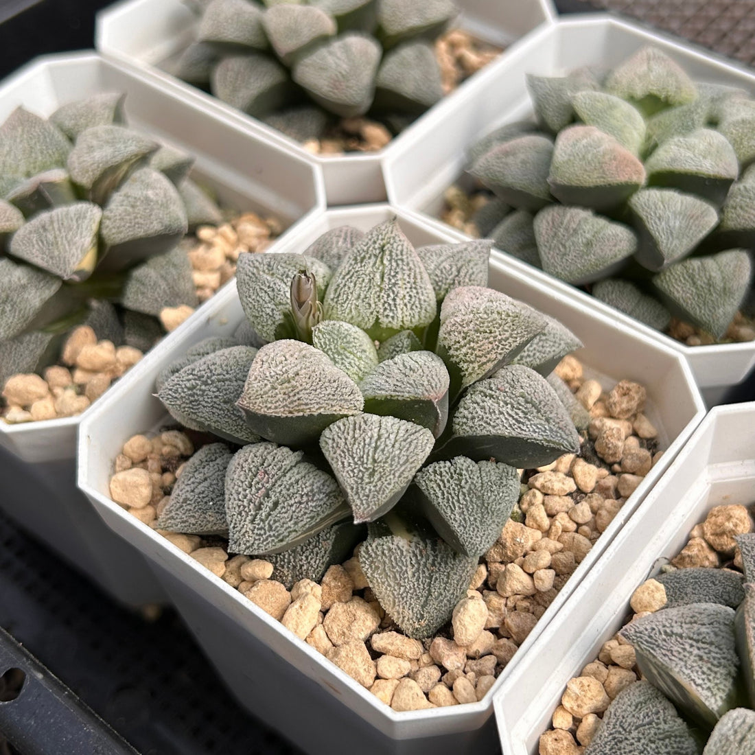 3'' Haworthia Pygmaea, Rare Live Succulent Plants