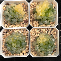 2'' Haworthia Cooperi Ice Love Variegated, Rare Live Succulent Plants