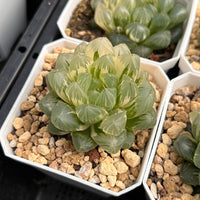 2'' Haworthia Cooperi Ice Love Variegated, Rare Live Succulent Plants