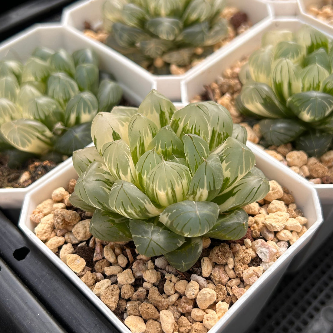 2'' Haworthia Cooperi Ice Love Variegated, Rare Live Succulent Plants