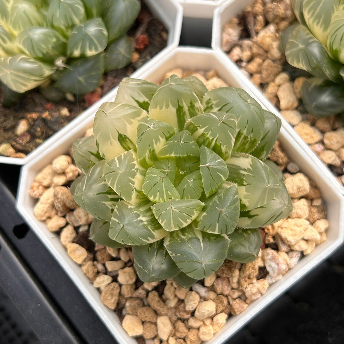 2'' Haworthia Cooperi Ice Love Variegated, Rare Live Succulent Plants
