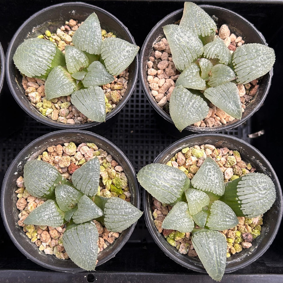 3'' Haworthia Sky Mirror, Rare Live Succulent Plants