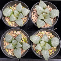 3'' Haworthia Sky Mirror, Rare Live Succulent Plants