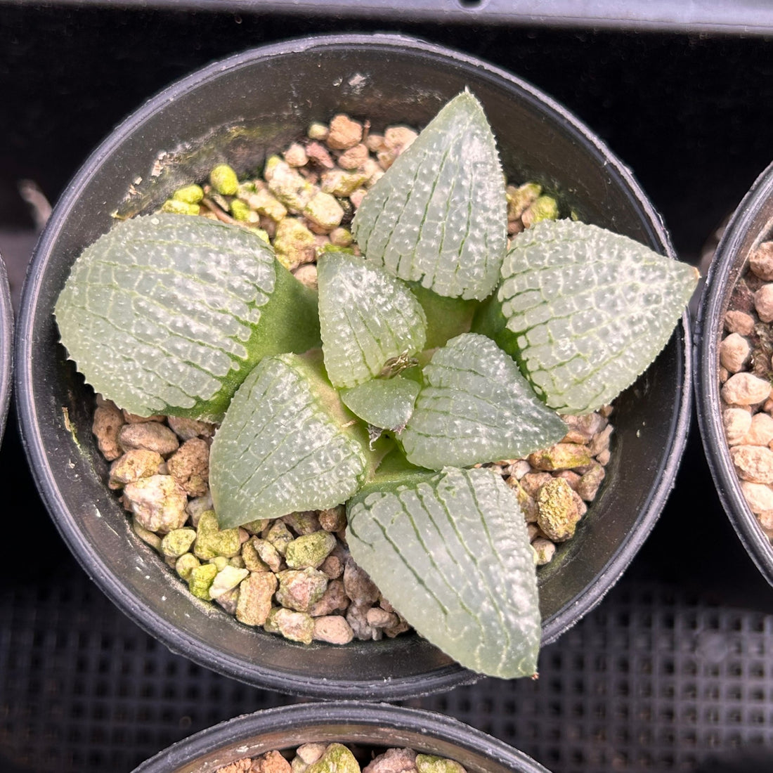 3'' Haworthia Sky Mirror, Rare Live Succulent Plants