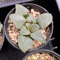 3'' Haworthia Sky Mirror, Rare Live Succulent Plants