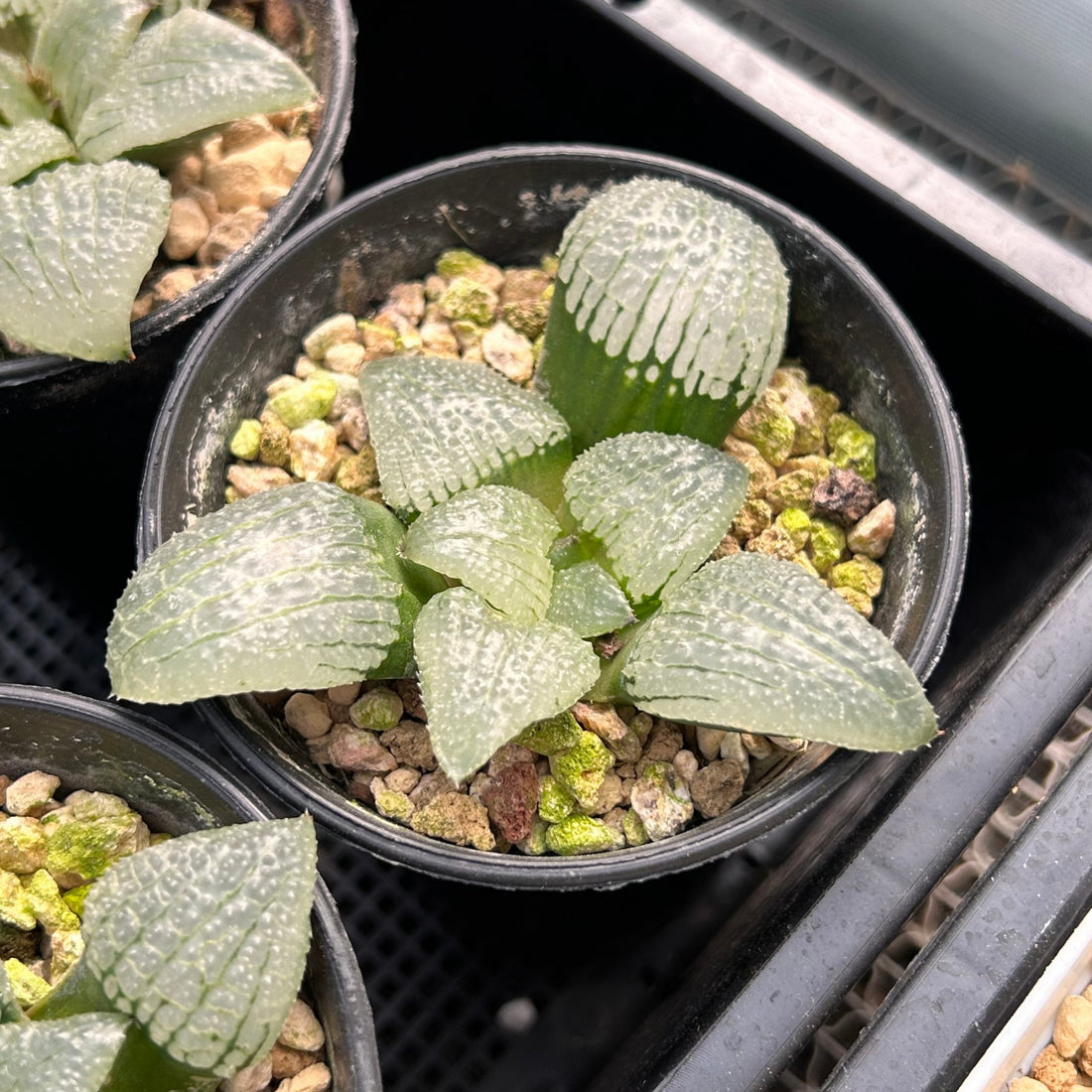 3'' Haworthia Sky Mirror, Rare Live Succulent Plants