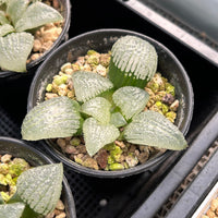 3'' Haworthia Sky Mirror, Rare Live Succulent Plants