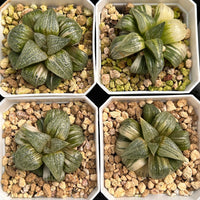 2'' Haworthia Pandora Big Picta Variegated, Rare Live Succulent Plants