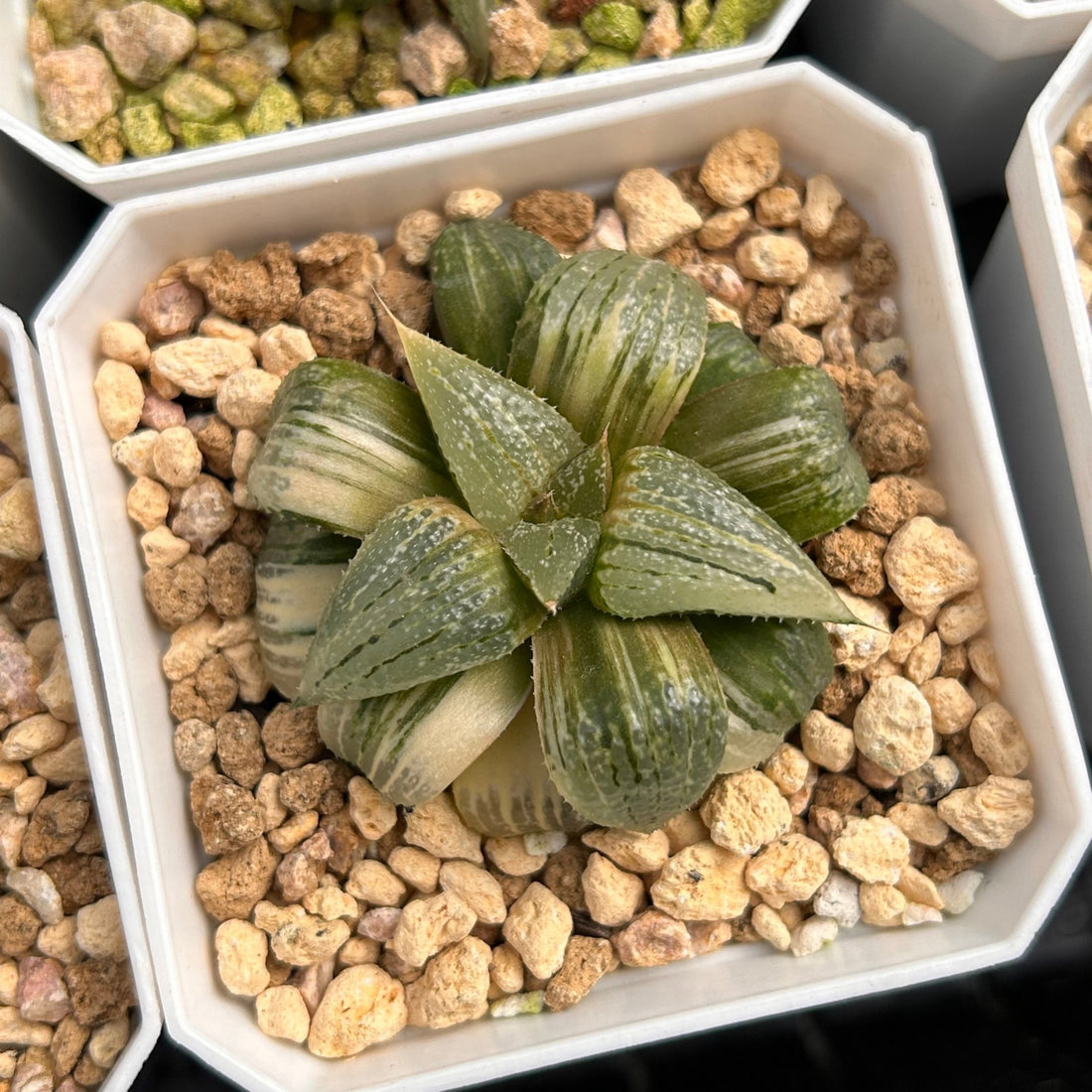 2'' Haworthia Pandora Big Picta Variegated, Rare Live Succulent Plants