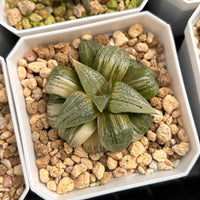 2'' Haworthia Pandora Big Picta Variegated, Rare Live Succulent Plants
