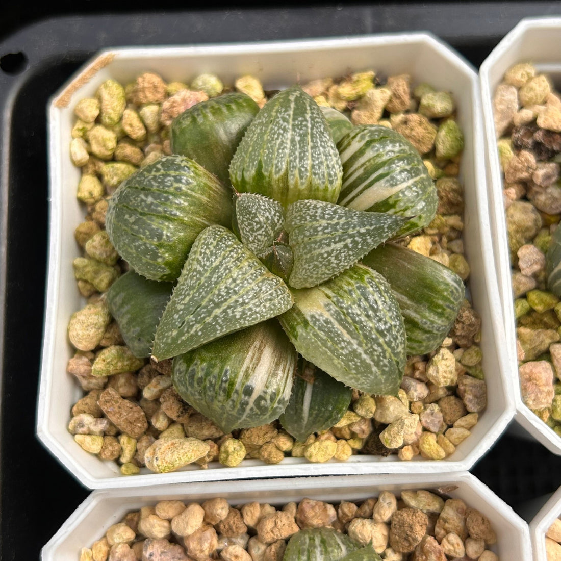 2'' Haworthia Pandora Big Picta Variegated, Rare Live Succulent Plants