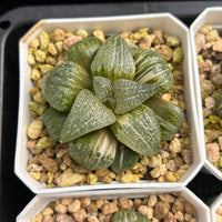 2'' Haworthia Pandora Big Picta Variegated, Rare Live Succulent Plants