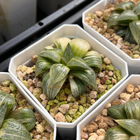 2'' Haworthia Pandora Big Picta Variegated, Rare Live Succulent Plants