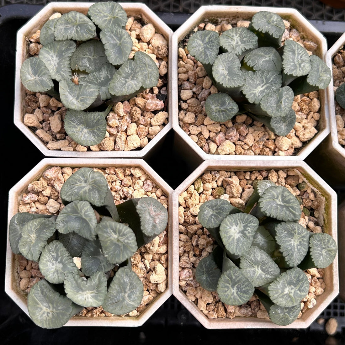 2.5'' Haworthia Maughanii Valley Wind, Rare Live Succulent Plants