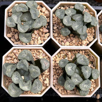2.5'' Haworthia Maughanii Valley Wind, Rare Live Succulent Plants