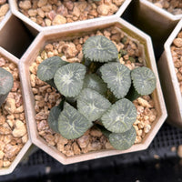 2.5'' Haworthia Maughanii Valley Wind, Rare Live Succulent Plants