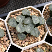 2.5'' Haworthia Maughanii Valley Wind, Rare Live Succulent Plants