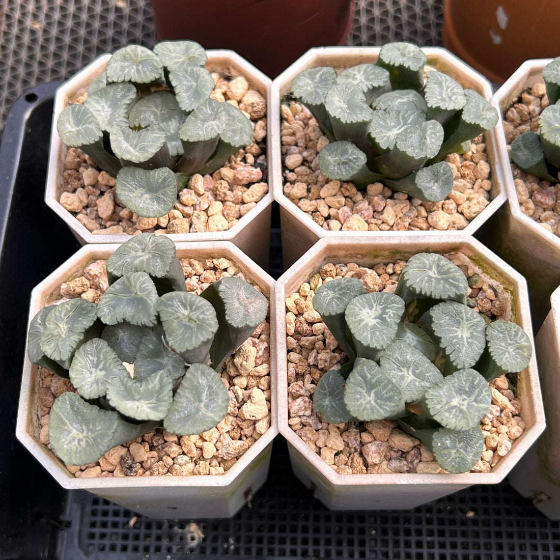 2.5'' Haworthia Maughanii Valley Wind, Rare Live Succulent Plants