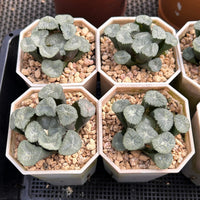 2.5'' Haworthia Maughanii Valley Wind, Rare Live Succulent Plants